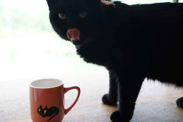 クロネコ　イラストシール